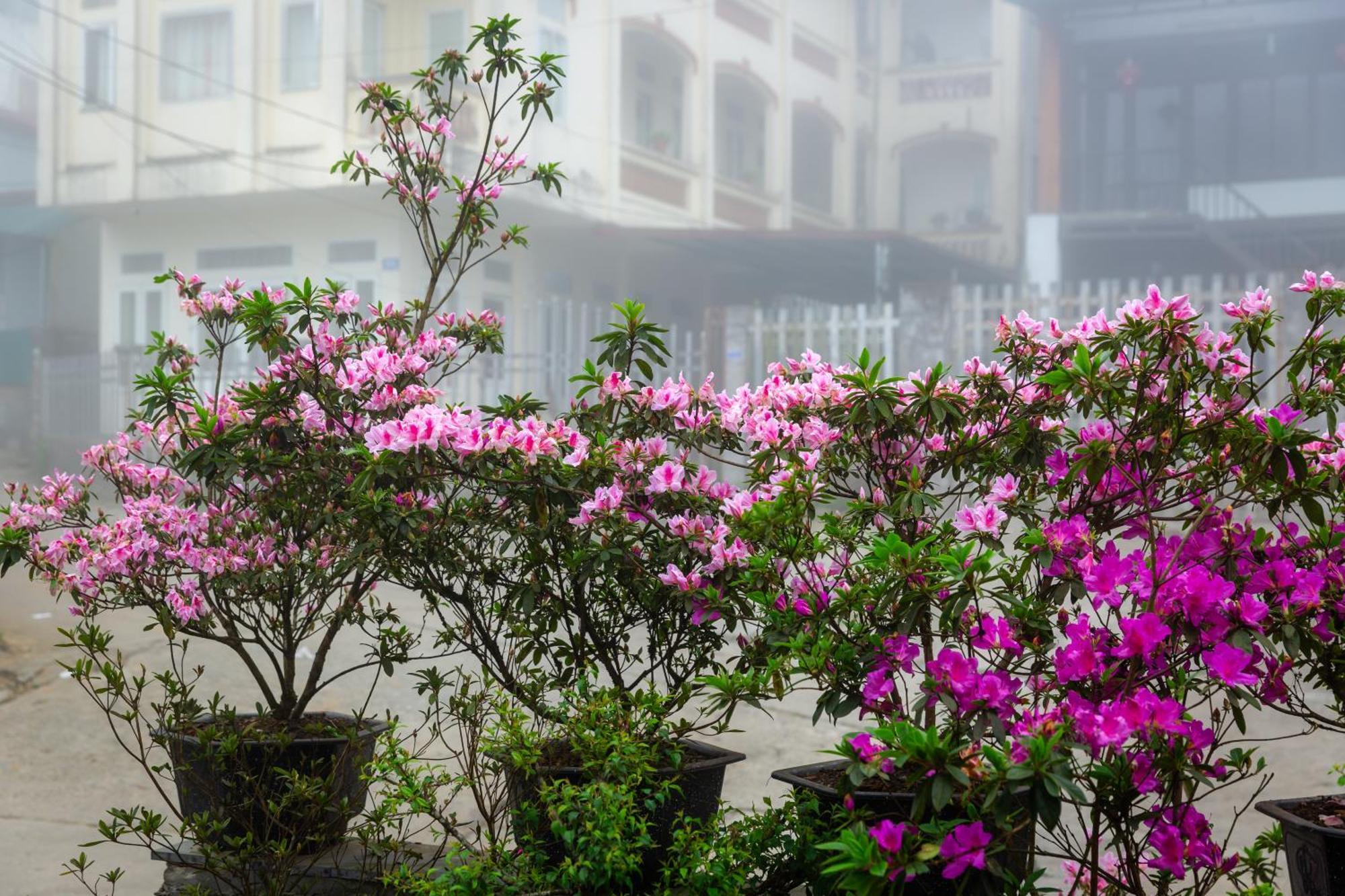 Legend Home Sapa Exterior photo